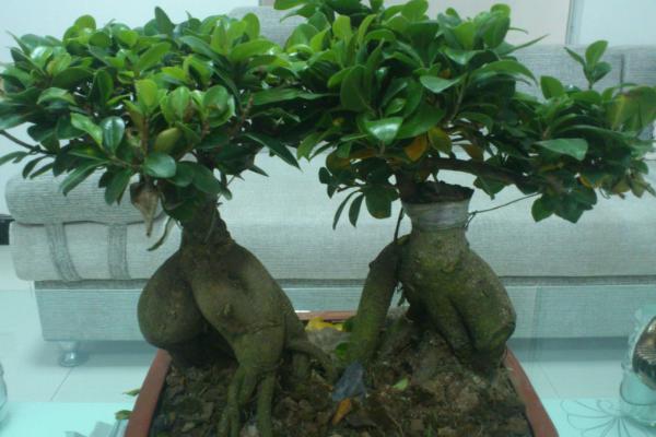 家庭養人參榕有什么好處 養人參榕對風水的作用