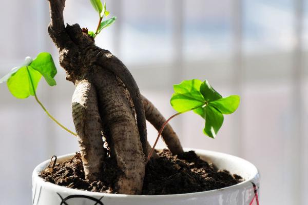 家庭養人參榕有什么好處 養人參榕對風水的作用