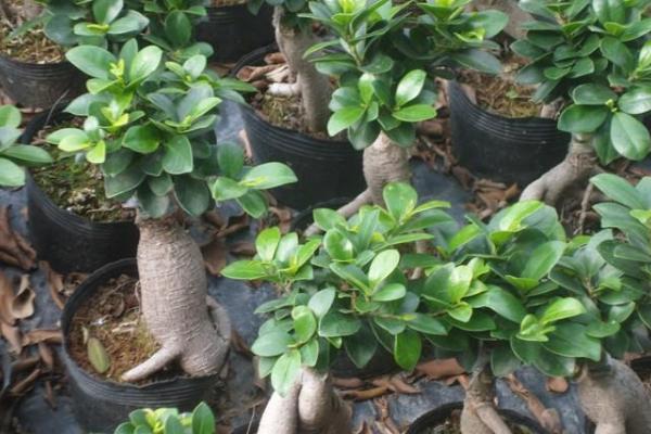 人參榕掉葉子怎么辦 人參榕葉子變黃的解決方法