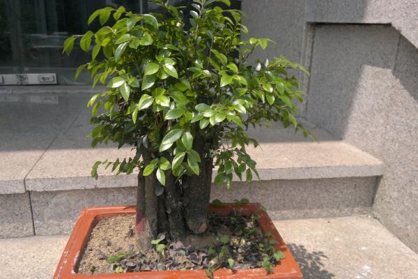 小葉紫檀盆景怎么制作 盆栽小葉紫檀怎么造型好看