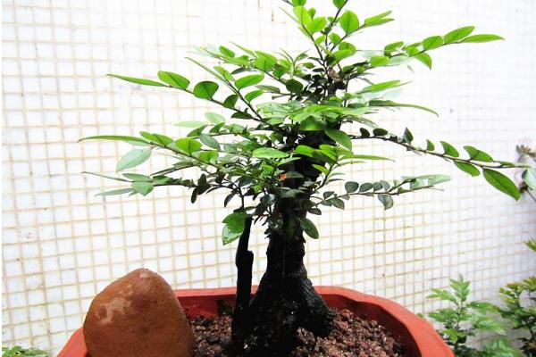 小葉紫檀盆景怎么制作 盆栽小葉紫檀怎么造型好看