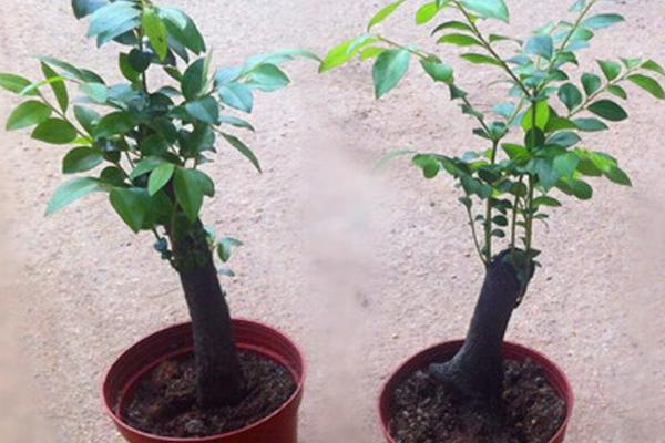 小葉紫檀盆景怎么制作 盆栽小葉紫檀怎么造型好看