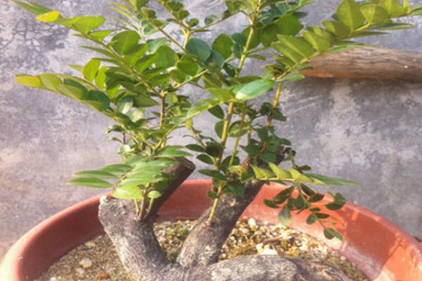 小葉紫檀盆景怎么制作 盆栽小葉紫檀怎么造型好看