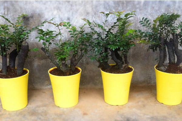 小葉紫檀盆景怎么制作 盆栽小葉紫檀怎么造型好看