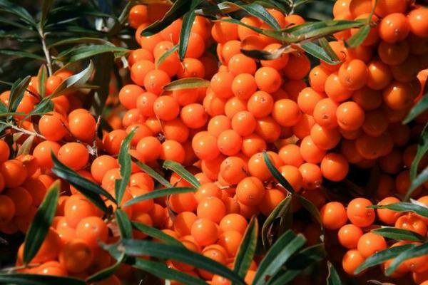 沙棘排濕排寒是真是假 沙棘排濕排寒效果好嗎