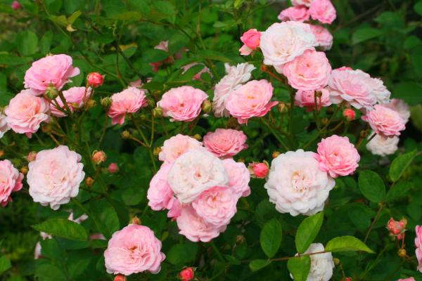 微型月季有哪些品種（什么品種最好） 微型月季怎么修剪枝葉