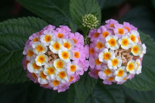 五色梅有毒嗎 五色梅可以放在室內臥室嗎