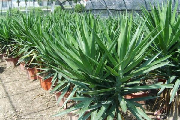 荷蘭鐵怎么修剪枝葉 荷蘭鐵怎么繁殖