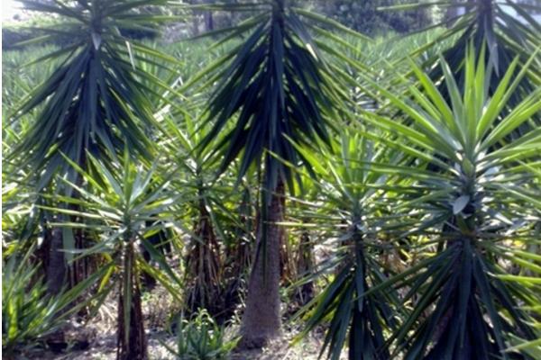 荷蘭鐵有毒嗎 荷蘭鐵能放在室內(nèi)臥室嗎