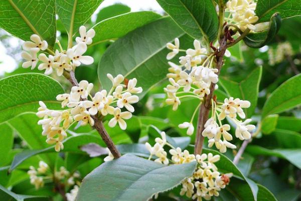 四季桂和八月桂的區(qū)別是什么 日香桂和四季桂的區(qū)別