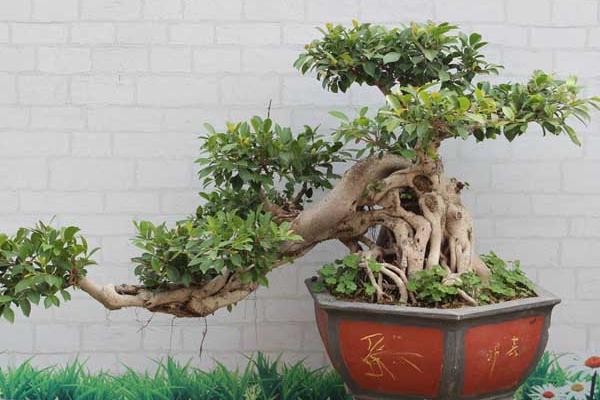 榕樹盆景怎么養(yǎng) 盆栽榕樹養(yǎng)殖方法與注意事項(xiàng)
