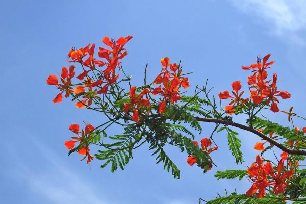 鳳凰木什么時候開花（幾月） 鳳凰木的特點