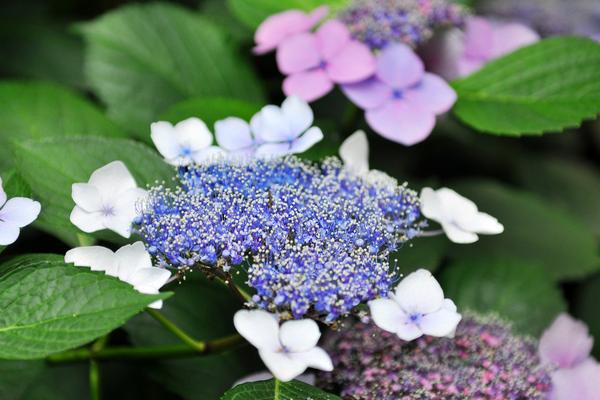 瓊花怎么種 瓊花種植方法與注意事項