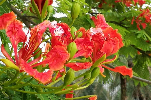鳳凰木什么時候開花（幾月） 鳳凰木的特點