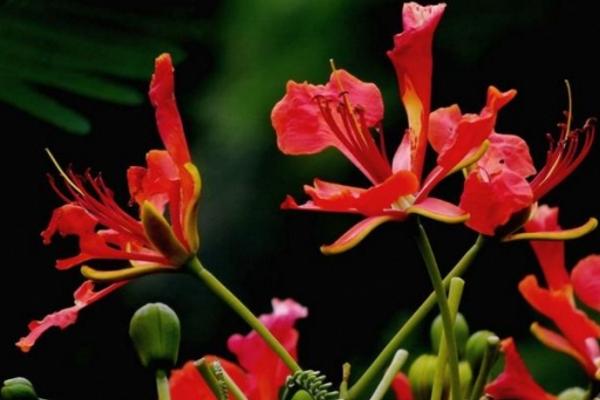 鳳凰木什么時候開花（幾月） 鳳凰木的特點