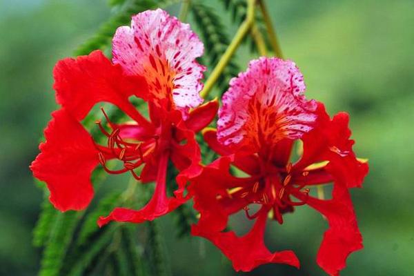 鳳凰木什么時候開花（幾月） 鳳凰木的特點