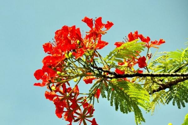 鳳凰木什么時候開花（幾月） 鳳凰木的特點