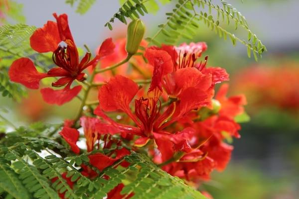 鳳凰木什么時候開花（幾月） 鳳凰木的特點