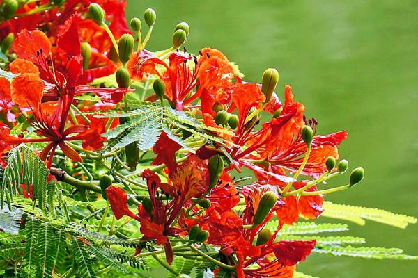 鳳凰木什么時候開花（幾月） 鳳凰木的特點