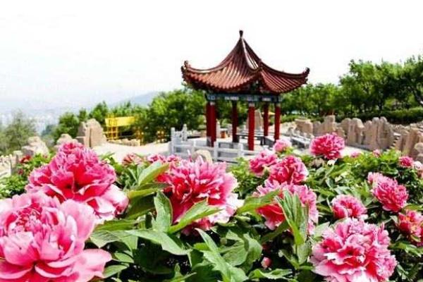 2018洛陽牡丹花會時間 歷屆洛陽牡丹花會時間