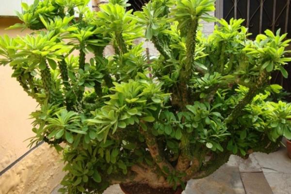 麒麟掌怎么養 麒麟掌養殖方法與注意事項