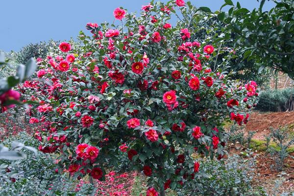 茶梅盆景怎么造型好看 盆景茶梅修剪枝葉方法
