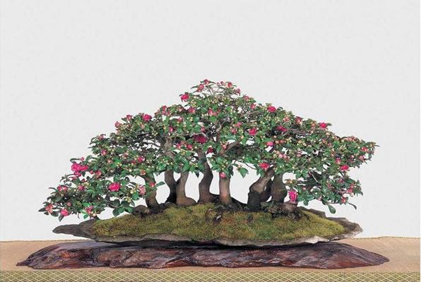 茶梅盆景怎么造型好看 盆景茶梅修剪枝葉方法