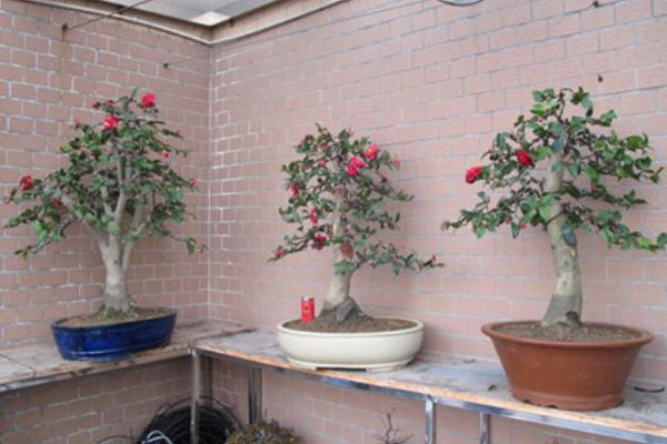 茶梅盆景怎么造型好看 盆景茶梅修剪枝葉方法