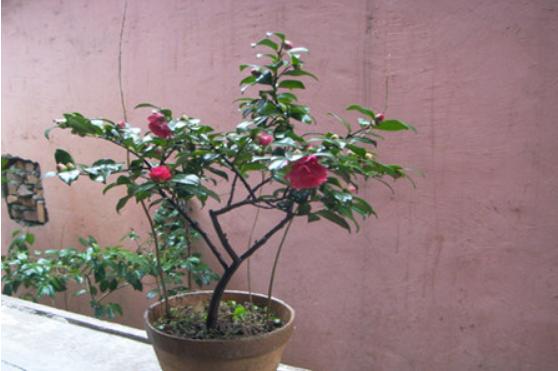 茶梅盆景怎么造型好看 盆景茶梅修剪枝葉方法