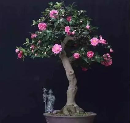 茶梅盆景怎么造型好看 盆景茶梅修剪枝葉方法