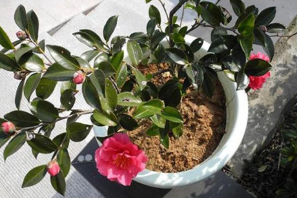 茶梅盆景怎么造型好看 盆景茶梅修剪枝葉方法