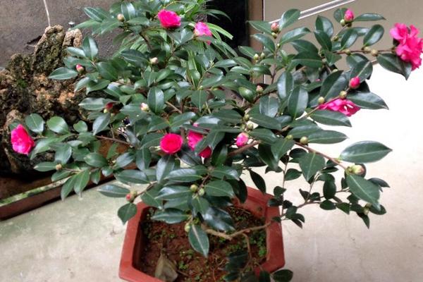 茶梅盆景怎么造型好看 盆景茶梅修剪枝葉方法