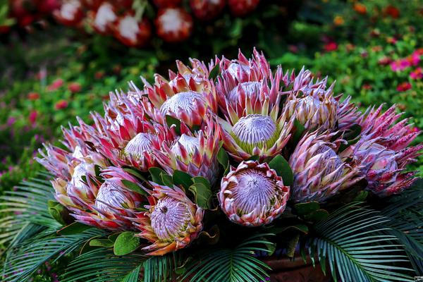 帝王花圖片大全 帝王花花語及寓意