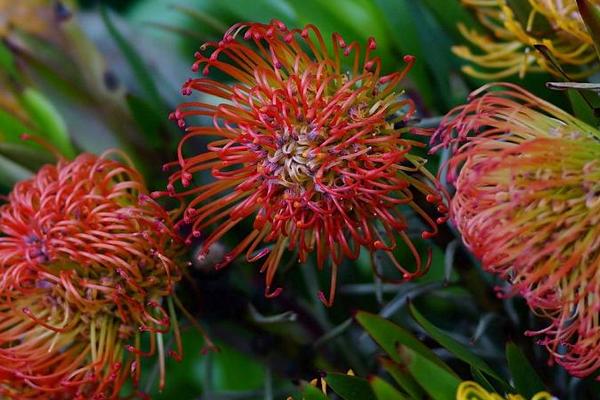 帝王花圖片大全 帝王花花語及寓意