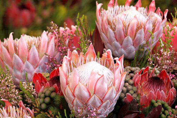 帝王花圖片大全 帝王花花語及寓意