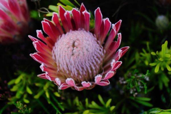 帝王花圖片大全 帝王花花語及寓意