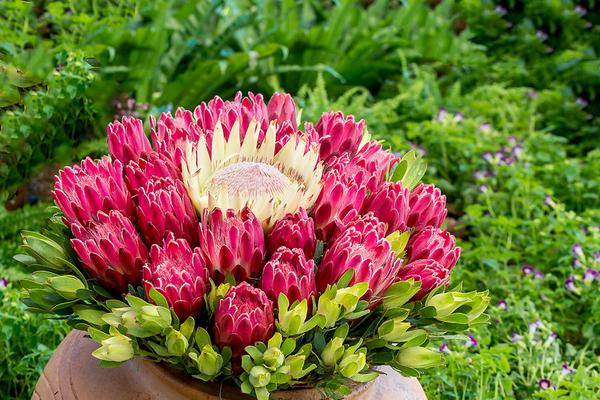 帝王花圖片大全 帝王花花語及寓意