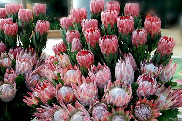 帝王花圖片大全 帝王花花語及寓意