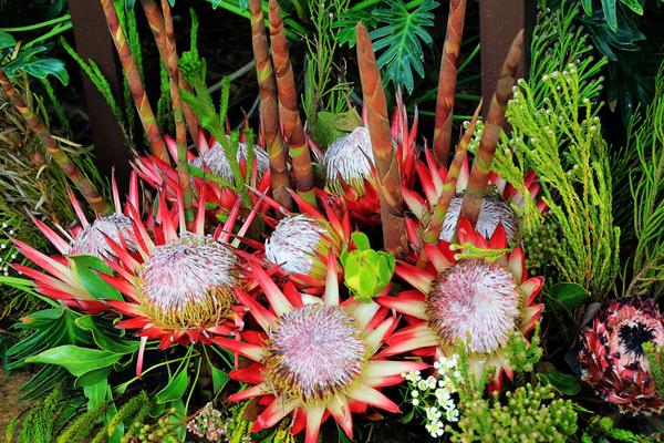 帝王花圖片大全 帝王花花語及寓意