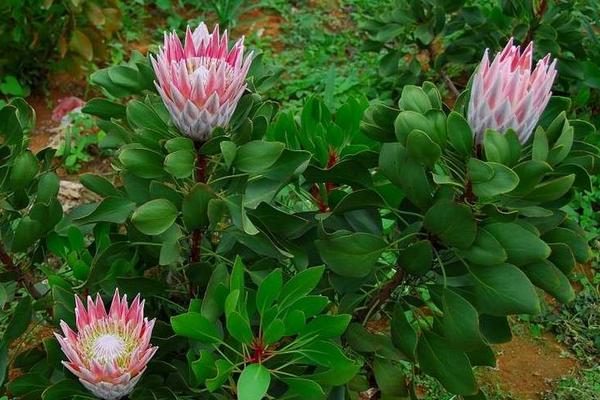 帝王花圖片大全 帝王花花語及寓意