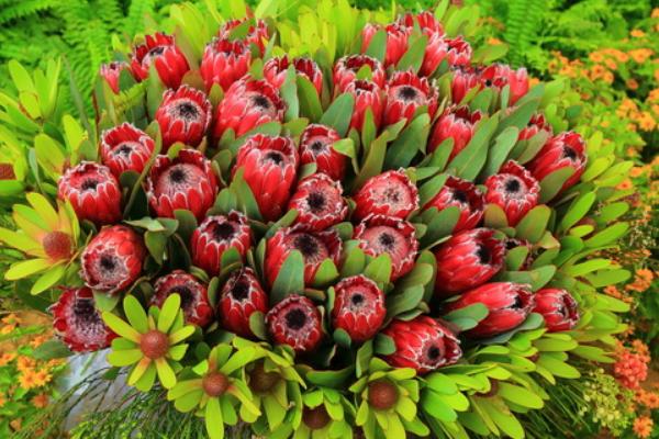 帝王花圖片大全 帝王花花語及寓意