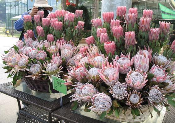 帝王花圖片大全 帝王花花語及寓意