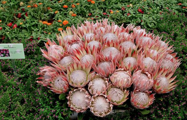 帝王花圖片大全 帝王花花語及寓意