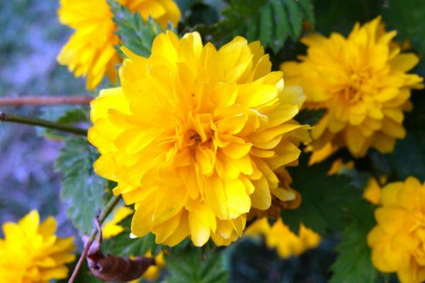 棣棠花怎么養 棣棠花養殖方法與注意事項