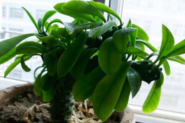 麒麟掌怎么養 麒麟掌養殖方法與注意事項