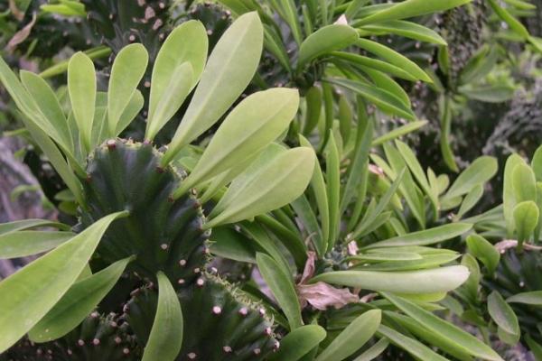 麒麟掌怎么養 麒麟掌養殖方法與注意事項