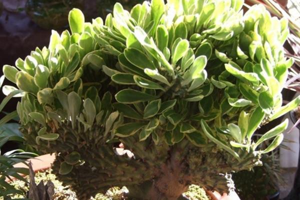 麒麟掌怎么養 麒麟掌養殖方法與注意事項