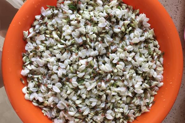 槐花市場價(jià)格多少錢一斤 孕婦能吃槐花嗎