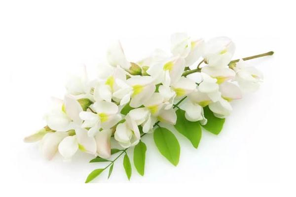 槐花湯的做法 家常做槐花湯怎么簡單又好吃