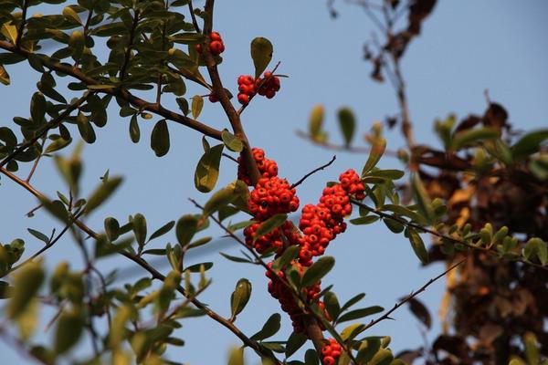 火棘樹市場價格多少錢一棵 火棘的養殖方法
